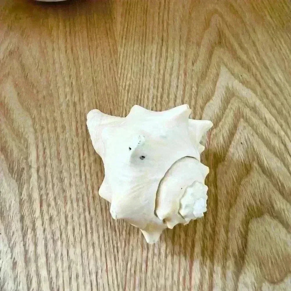 Decorative Sea Shell Home Decor Coastal Design - Picture 10 of 14